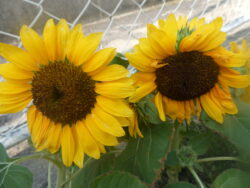 1学期終業式🌻